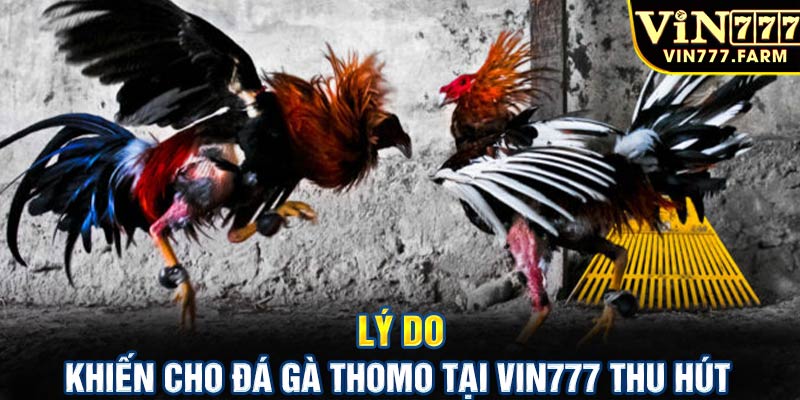 Lý do khiến cho đá gà Thomo tại Vin777 thu hút